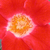 Bordová - biela - Záhonová ruža - floribunda - Eye Paint
